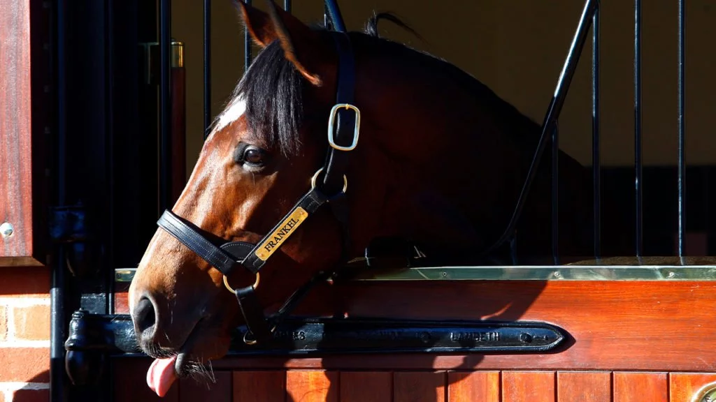 Frankel in stables