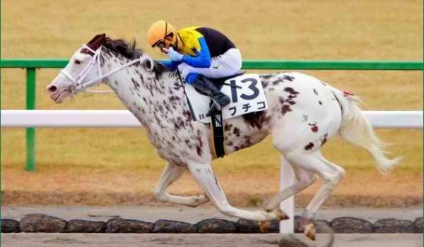 Racehorse Rummy Racehorse Rummy