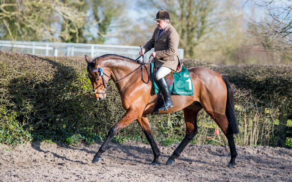 top ex-racehorses entered for retraining of racehorses online showing event