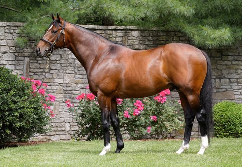 ex-racehorse toast of new york