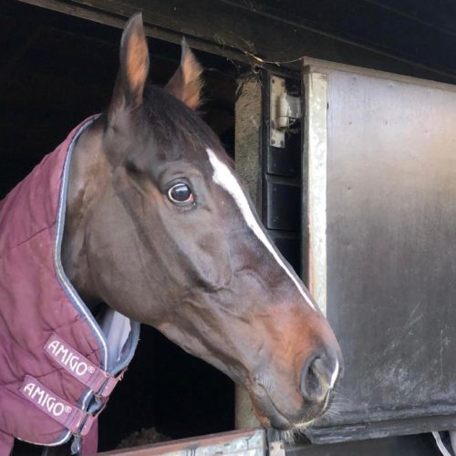 Harry Cobden five to follow, Thyme White pictured