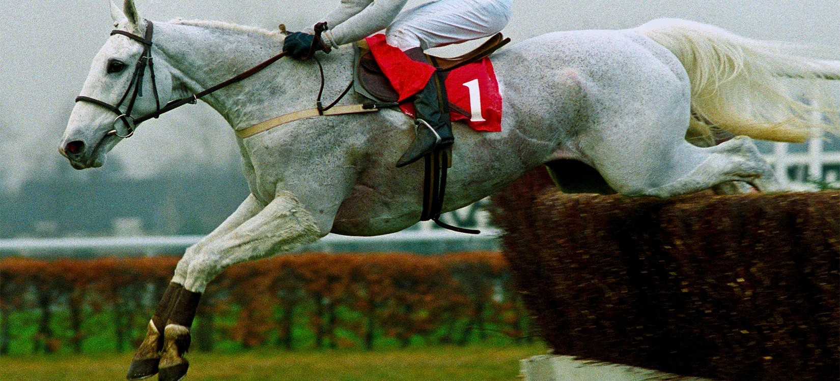 Name These Famous Grey Jumps Racehorses Great British Racing