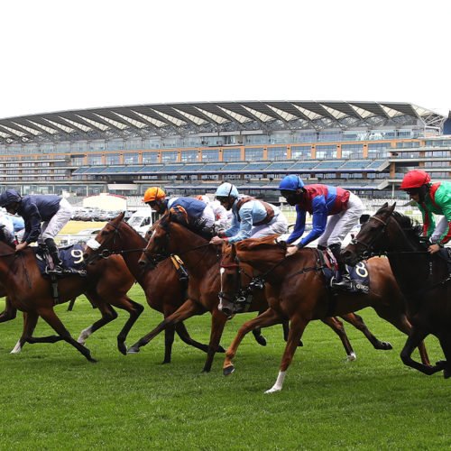 racing for kids - horse racing jargon buster