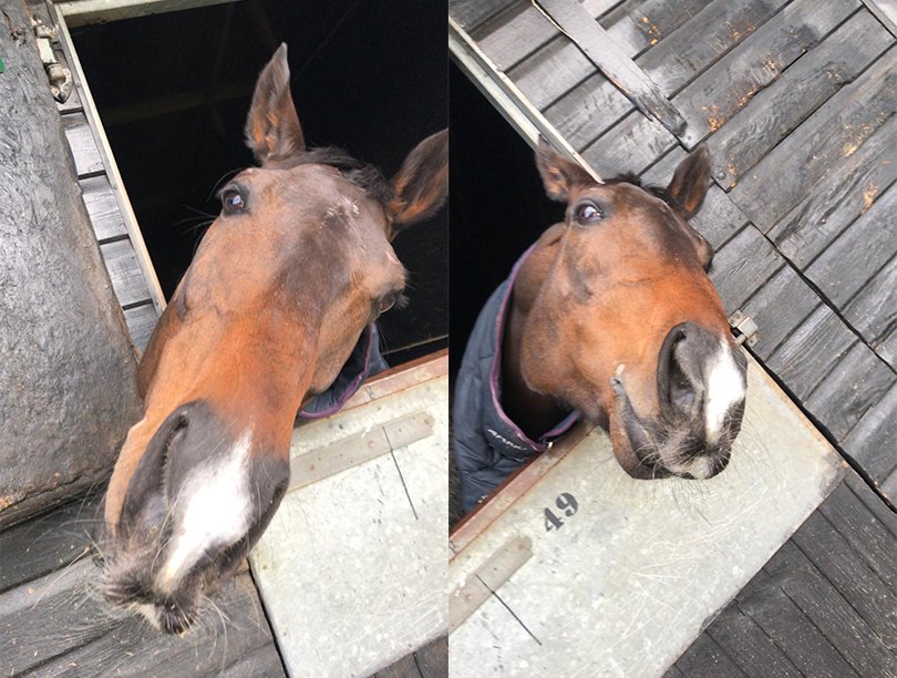 Frodon in his stable