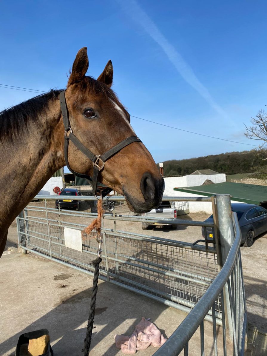 Inside The Stable Door Potters Corner Great British Racing