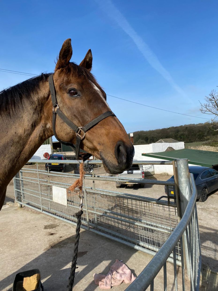 Inside The Stable Door Potters Corner Great British Racing