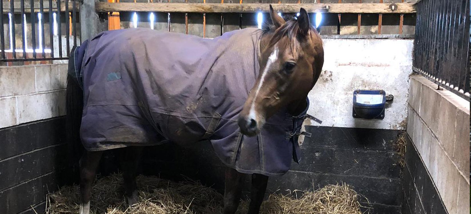 Inside The Stable Door Potters Corner Great British Racing