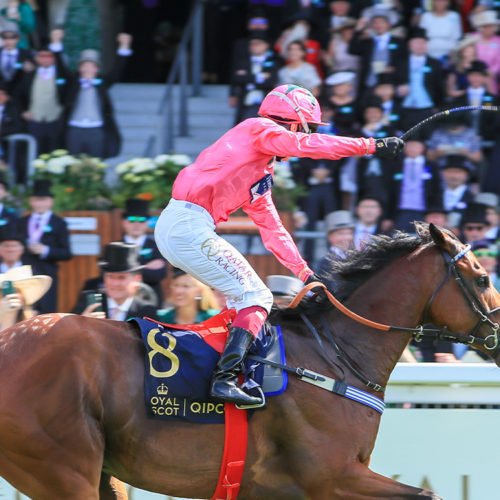 Horse in bright pink silks at Royal Ascot 2021
