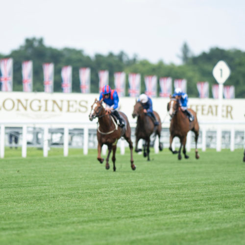 Stradivarius winning his third Ascot Gold Cup