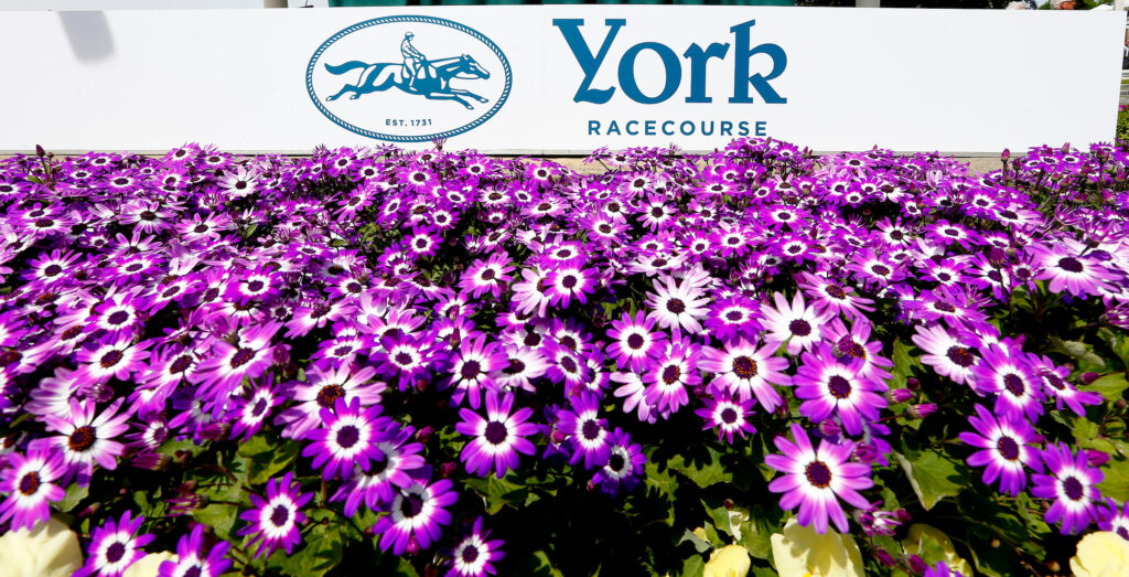 Flowers in bloom at York Racecourse
